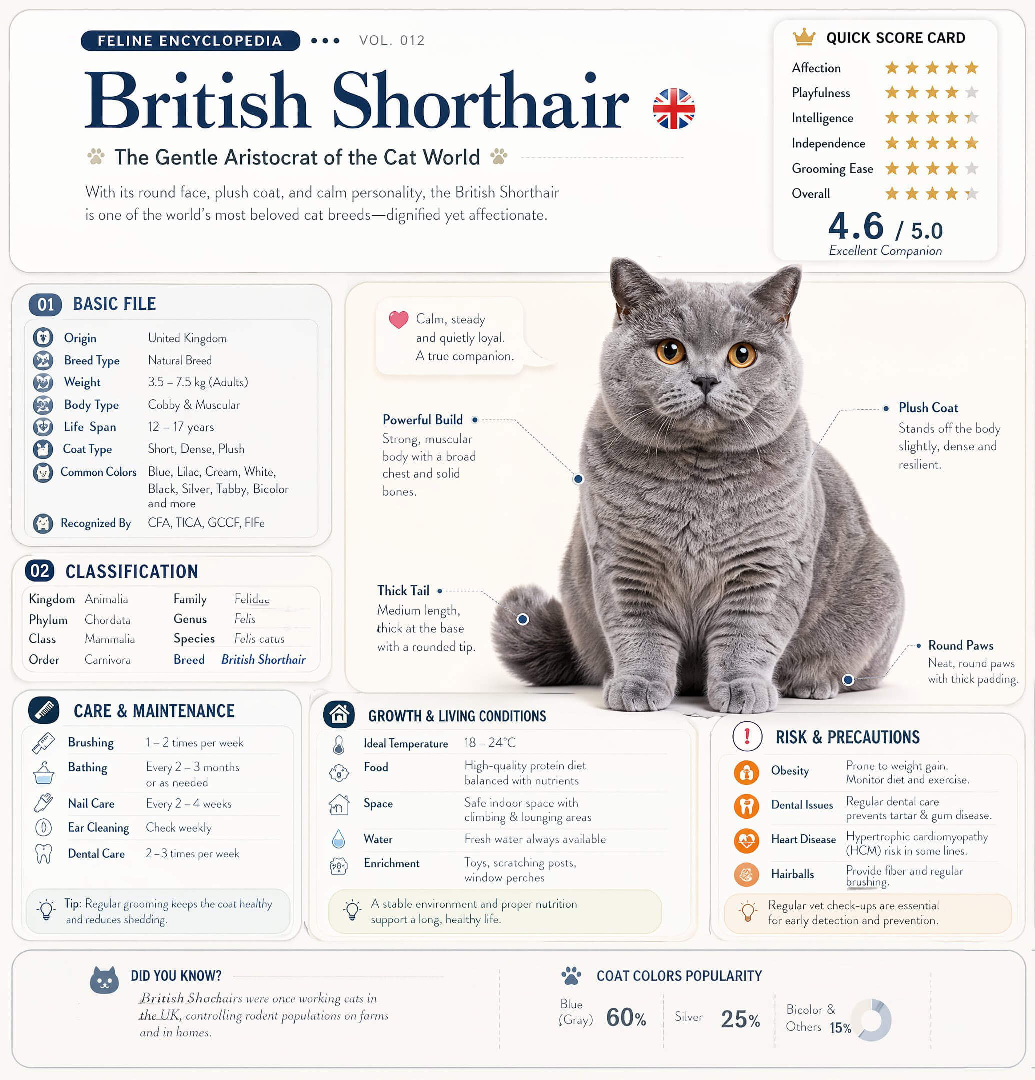 GPT-Image-2 example: a magazine-style 'Feline Encyclopedia' infographic about the British Shorthair cat, with photorealistic cat portrait, multi-section text labels, 5-star ratings, and color-popularity stats — all generated in a single pass by OpenAI's gpt-image-2 model.